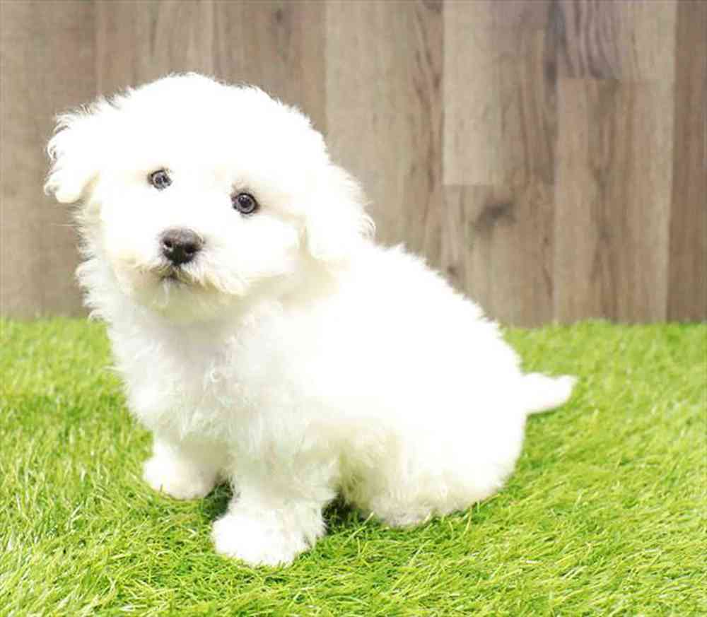 Bichon