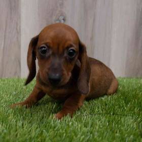 Dachshund