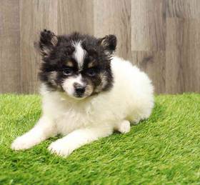 Pomsky