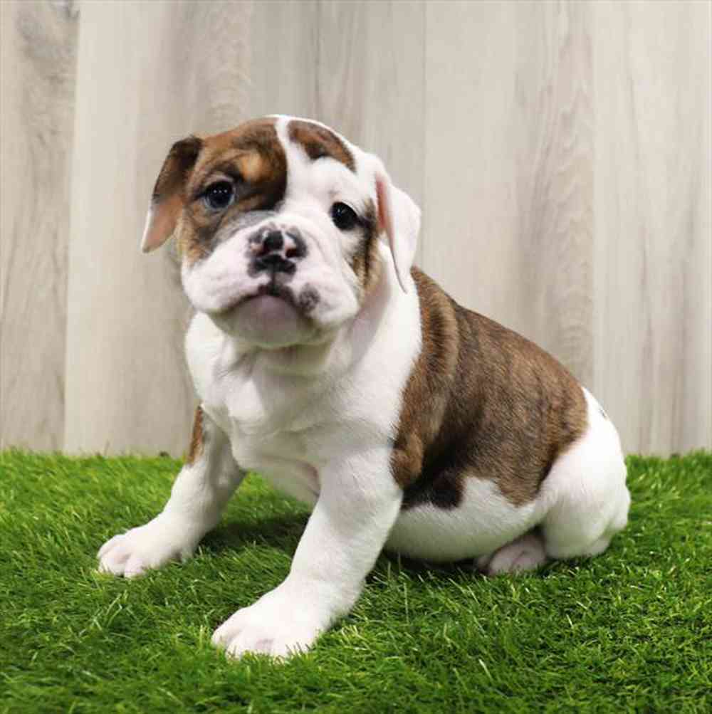 Victorian Bulldog Puppy for sale Pet Zone Watertown