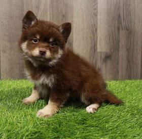Pomsky 2nd Gen