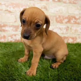 Chiweenie