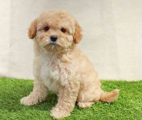 Cavapoo