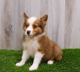 Australian Shepherd