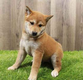 Shiba Inu