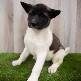 Akita
