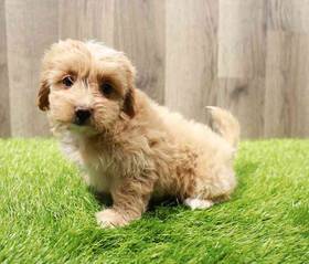 Coton Poodle