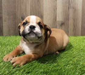 Bulldog