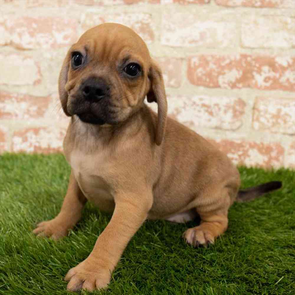 Premier Pups Breeds Real Puppies For Sale Cheap Puggle Puppy For