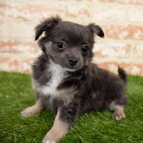 Chihuahua