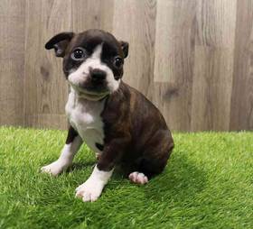 Boston Terrier