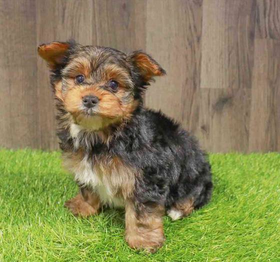 Yorkie Puppy for sale - Pet Zone - Poughkeepsie