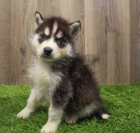 Siberian Husky