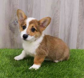 Pembroke Welsh Corgi