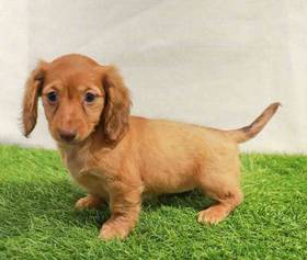 Dachshund