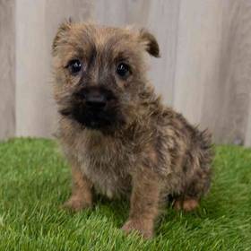 Cairn Terrier