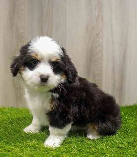 Mini Aussiedoodle