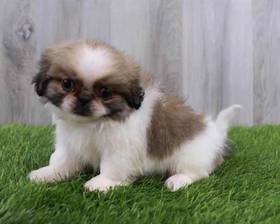 Pekingese