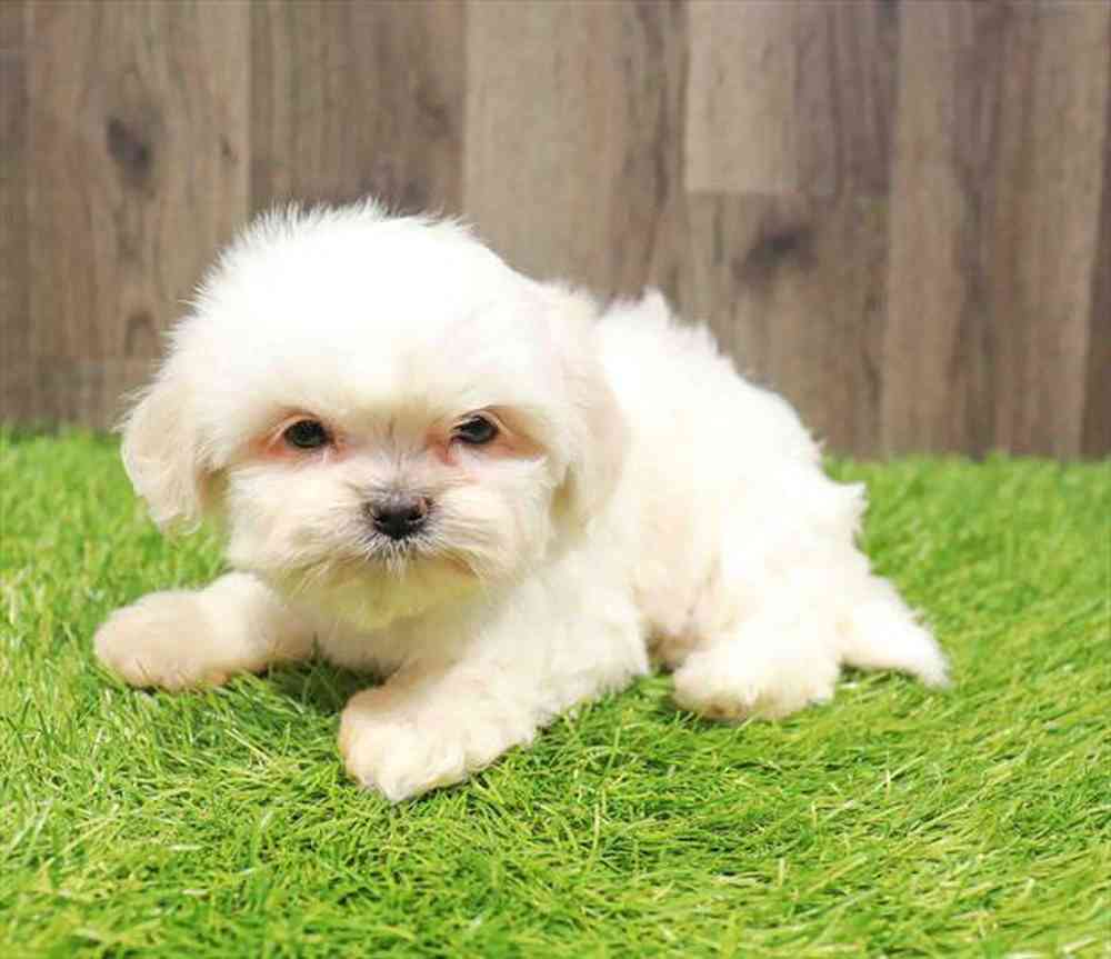 Malshi Puppy for sale Pet Zone Poughkeepsie