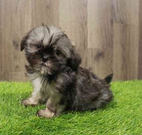 Shih Tzu