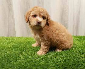 Mini Poodle