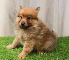 Pomeranian