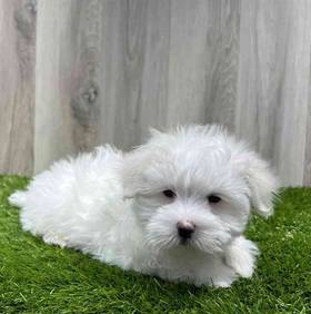 Maltese