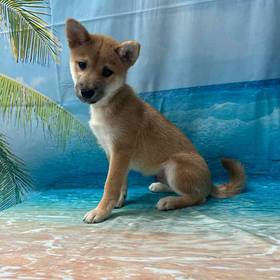 Shiba Inu