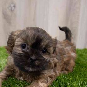 Shorkie