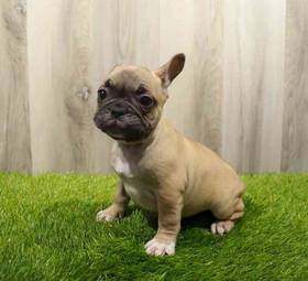 French Bulldog