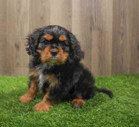 Cavalier King Charles Spaniel