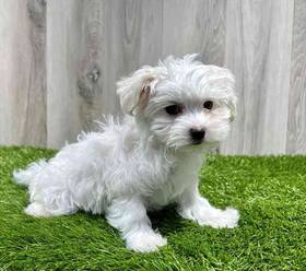 Maltese