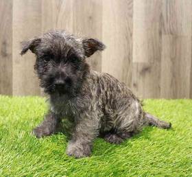 Cairn Terrier