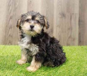 Yorkie-Poo