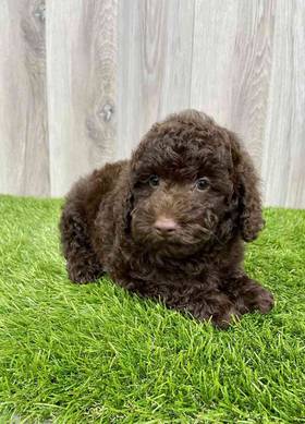 Mini Labradoodle