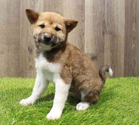 Shiba Inu