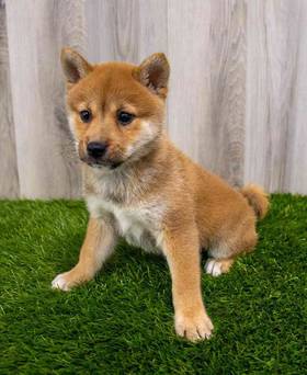 Shiba Inu