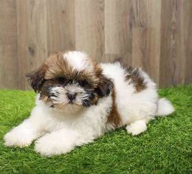 Havanese-Shih Tzu