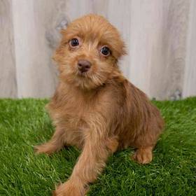 Yorkie-Poo