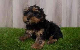 Yorkie