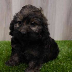 Cockapoo