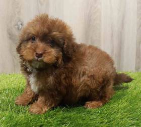 Bernedoodle Mini 2nd Gen