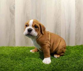 Victorian Bulldog
