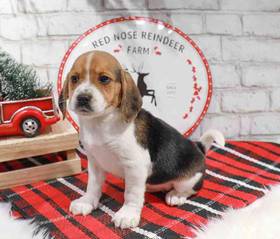 Beagle