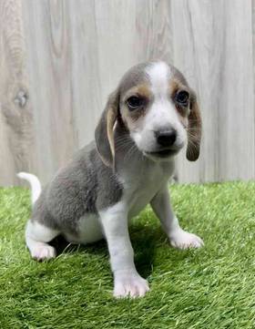 Beagle
