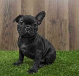 French Bulldog