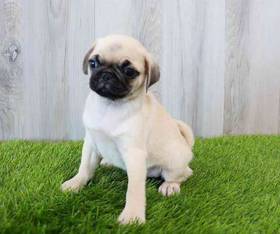 Pug