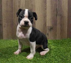 Boston Terrier