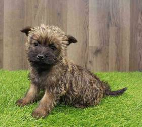 Cairn Terrier
