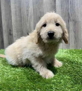 Mini Goldendoodle